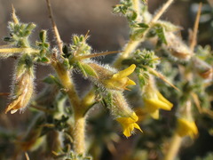 Melolobium microphyllum