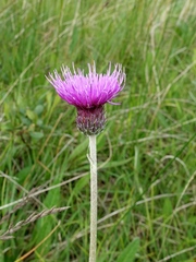 Cirsium dissectum