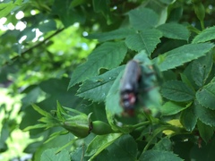 Cantharis fusca