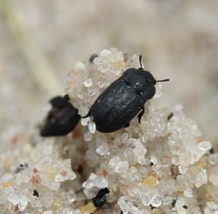 Melanimon tibiale