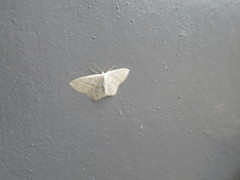 Scopula immutata
