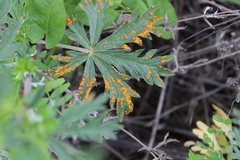 Phragmidium potentillae