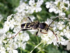 Cyrtoclytus capra