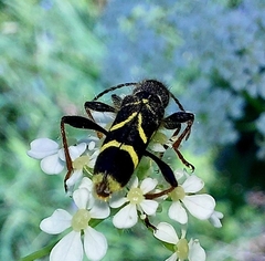 Cyrtoclytus capra
