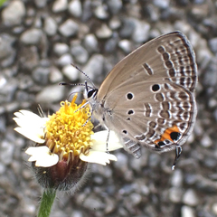 Luthrodes pandava peripatria