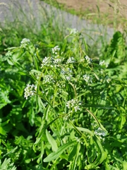 Lepidium sativum