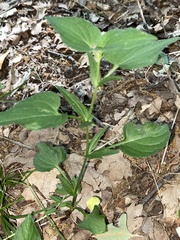 Viola jordanii