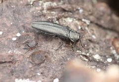 Agrilus betuleti