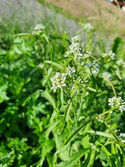 Lepidium sativum