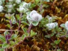 Aceria thomasi