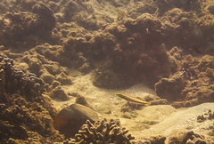 Hologymnosus doliatus