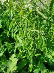 Lepidium sativum