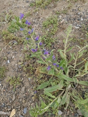 Echium vulgare