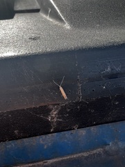 Batrachedra pinicolella