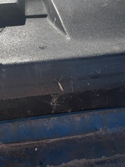 Batrachedra pinicolella