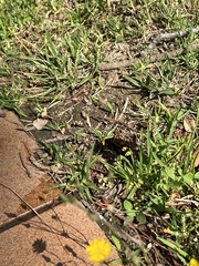 Megascolia maculata flavifrons