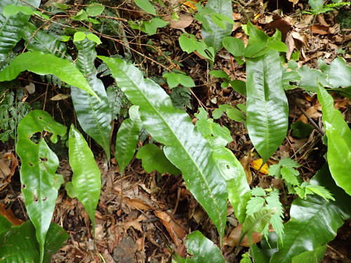 Neocheiropteris
