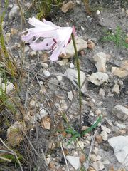 Nerine pudica