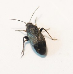 Psallus aethiops