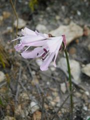 Nerine pudica
