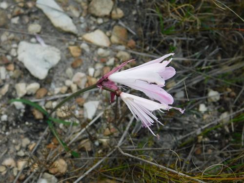 Nerine pudica