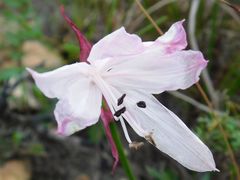 Nerine pudica