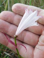 Nerine pudica
