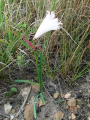 Nerine pudica