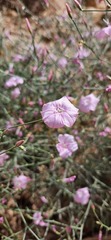 Convolvulus dorycnium