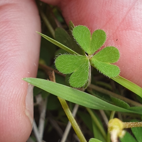 Image of Oxalis perennans by (c) Rosalie Lawrence, some rights reserved (CC BY)