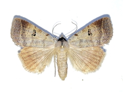 Lygephila viciae