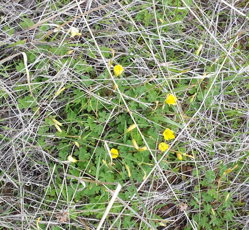 Image of Oxalis perennans by (c) Rosalie Lawrence, some rights reserved (CC BY)