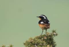 Phoenicurus moussieri