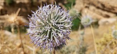 Echinops polyceras