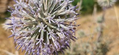 Echinops polyceras