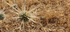 Echinops polyceras