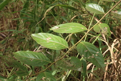 Glochidion sumatranum