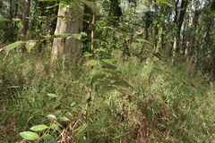 Glochidion sumatranum