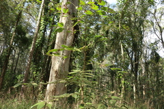 Glochidion sumatranum