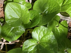 Asarum lemmonii