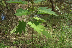 Solanum chrysotrichum