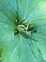 Trillium albidum