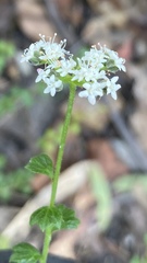 Platysace clelandii