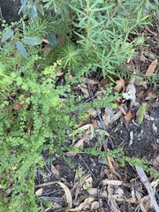 Platysace clelandii