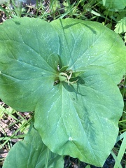 Trillium albidum