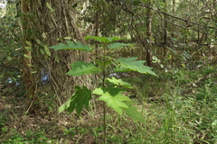 Solanum chrysotrichum