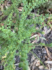 Platysace clelandii