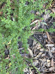 Platysace clelandii
