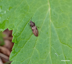 Prosternon tessellatum