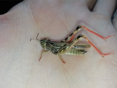 Arcyptera microptera